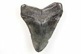Fossil Megalodon Tooth - South Carolina #171085-1